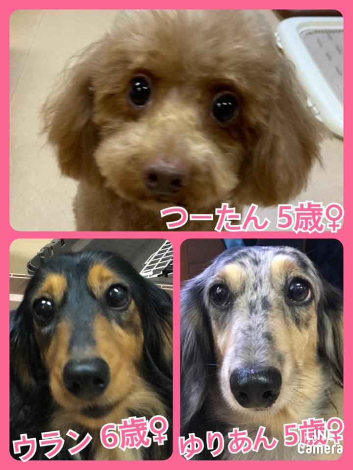 🐾今日の里親様募集中ワンコ🐶メンバーです🐾2021,3,3